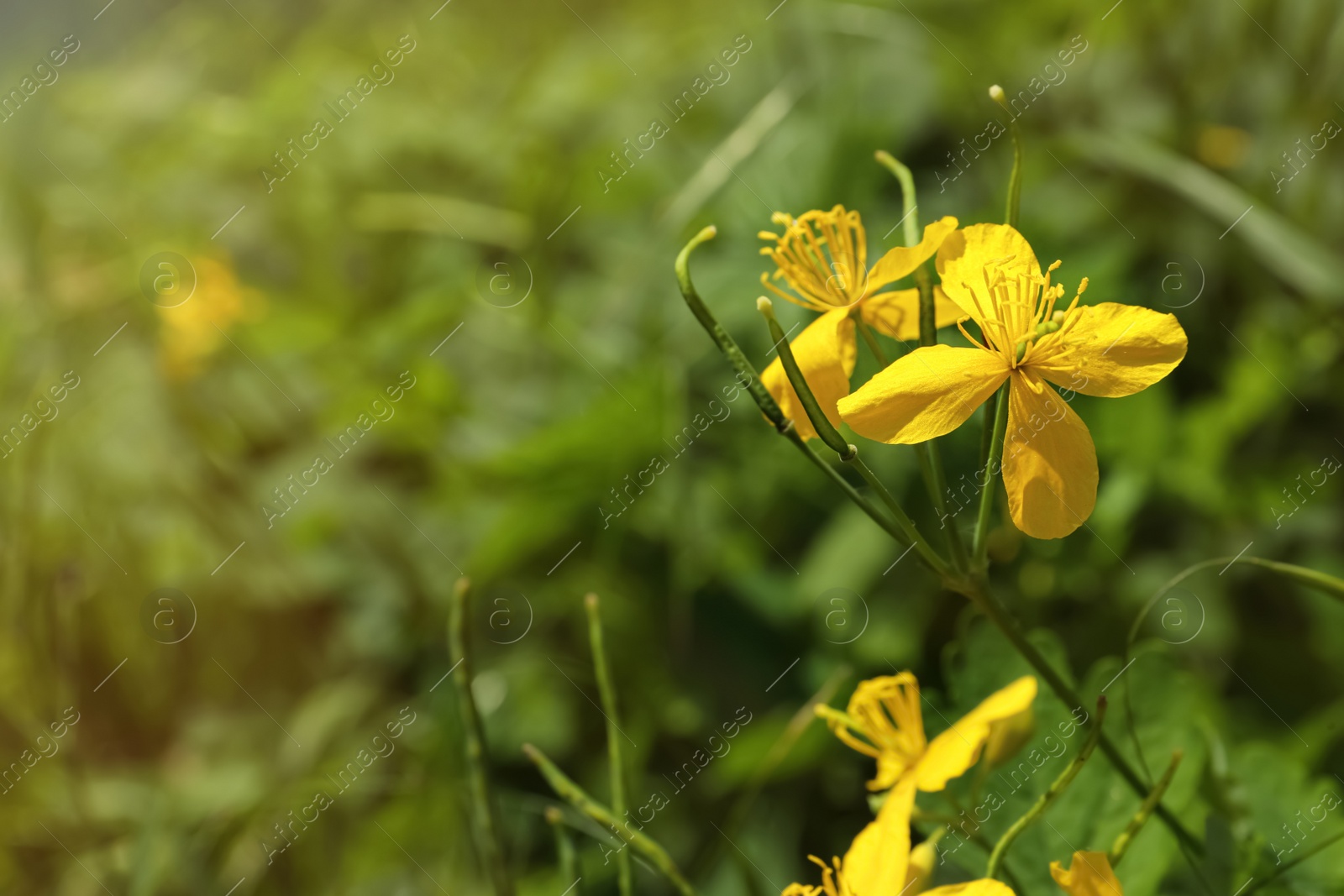 Photo of Celandine plant with yellow flowers growing outdoors, closeup. Space for text