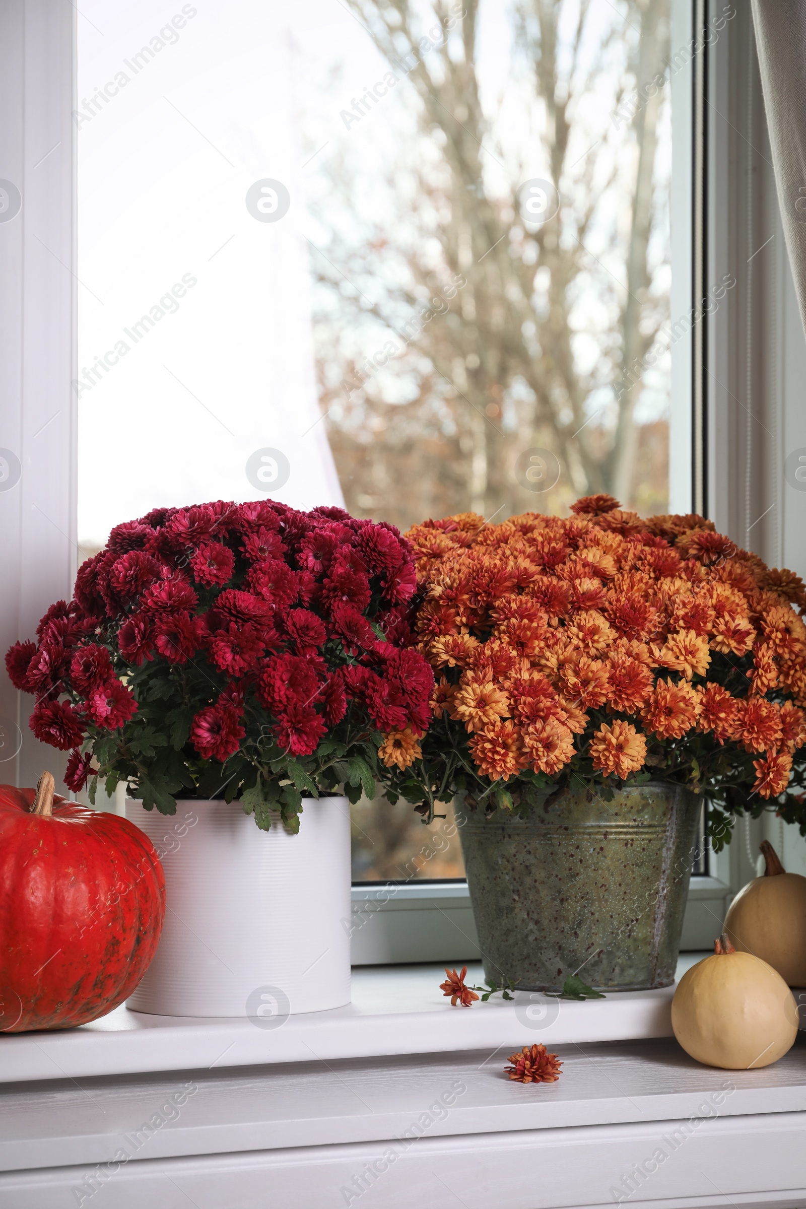 Photo of Beautiful potted chrysanthemum flowers and pumpkins on windowsill indoors