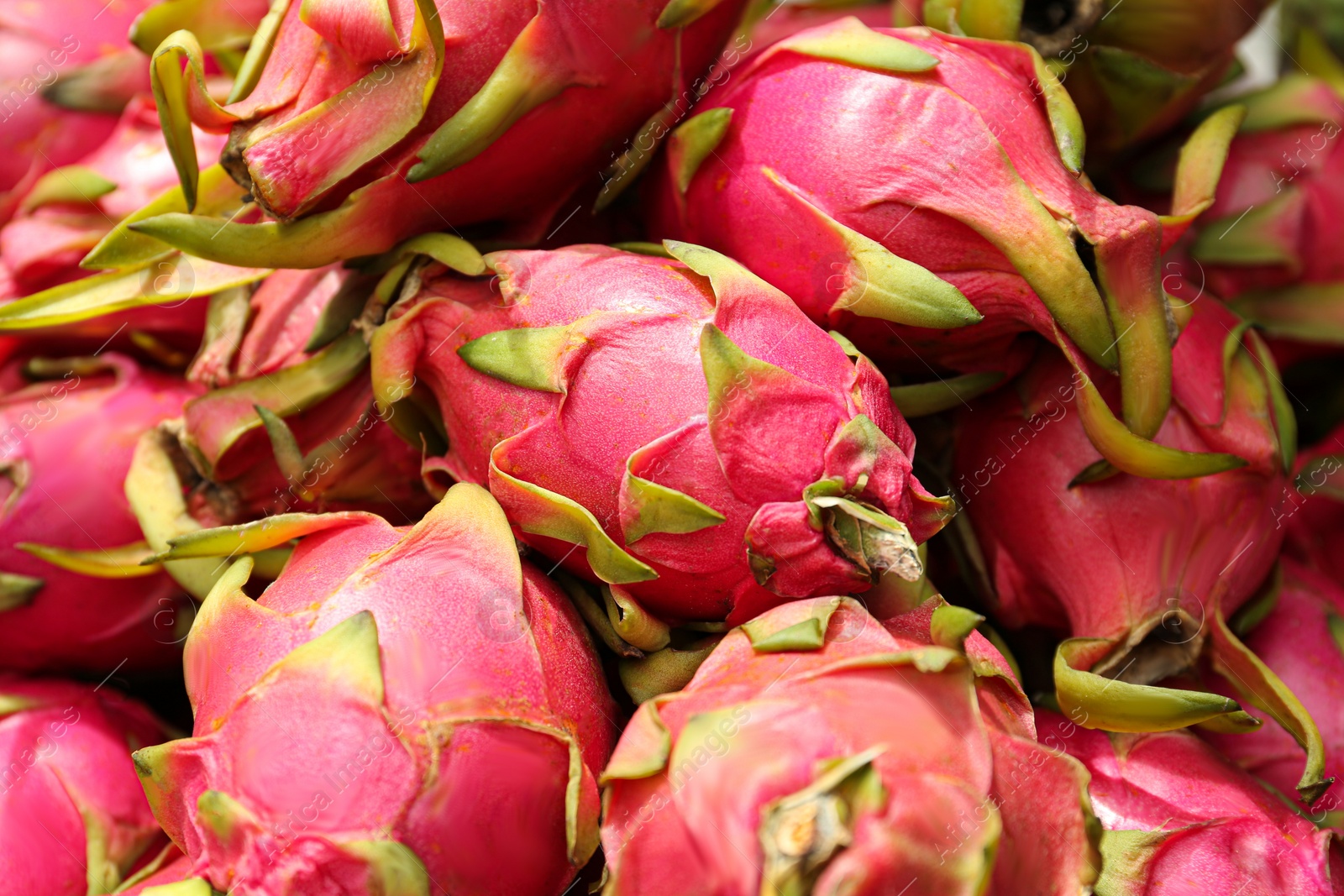 Photo of Pile of delicious fresh ripe pitahayas, closeup