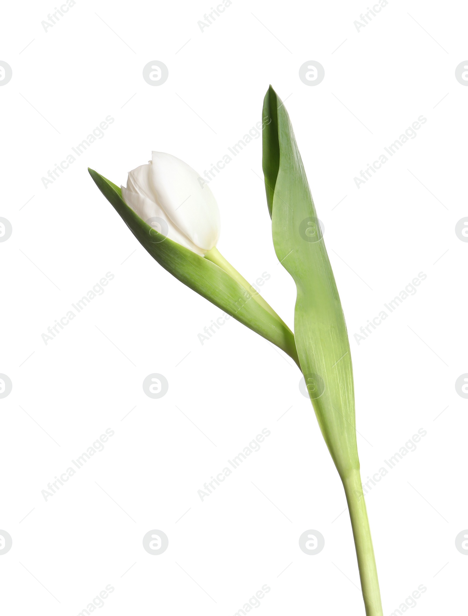 Photo of One beautiful delicate tulip isolated on white