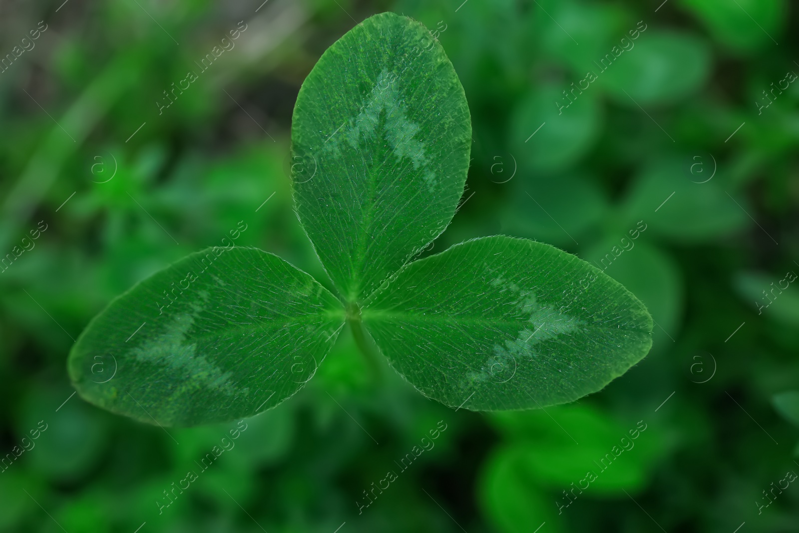 Photo of Top view of clover plant growing outdoors, closeup