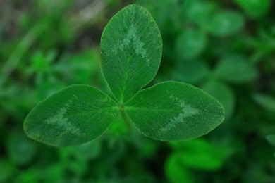 Top view of clover plant growing outdoors, closeup