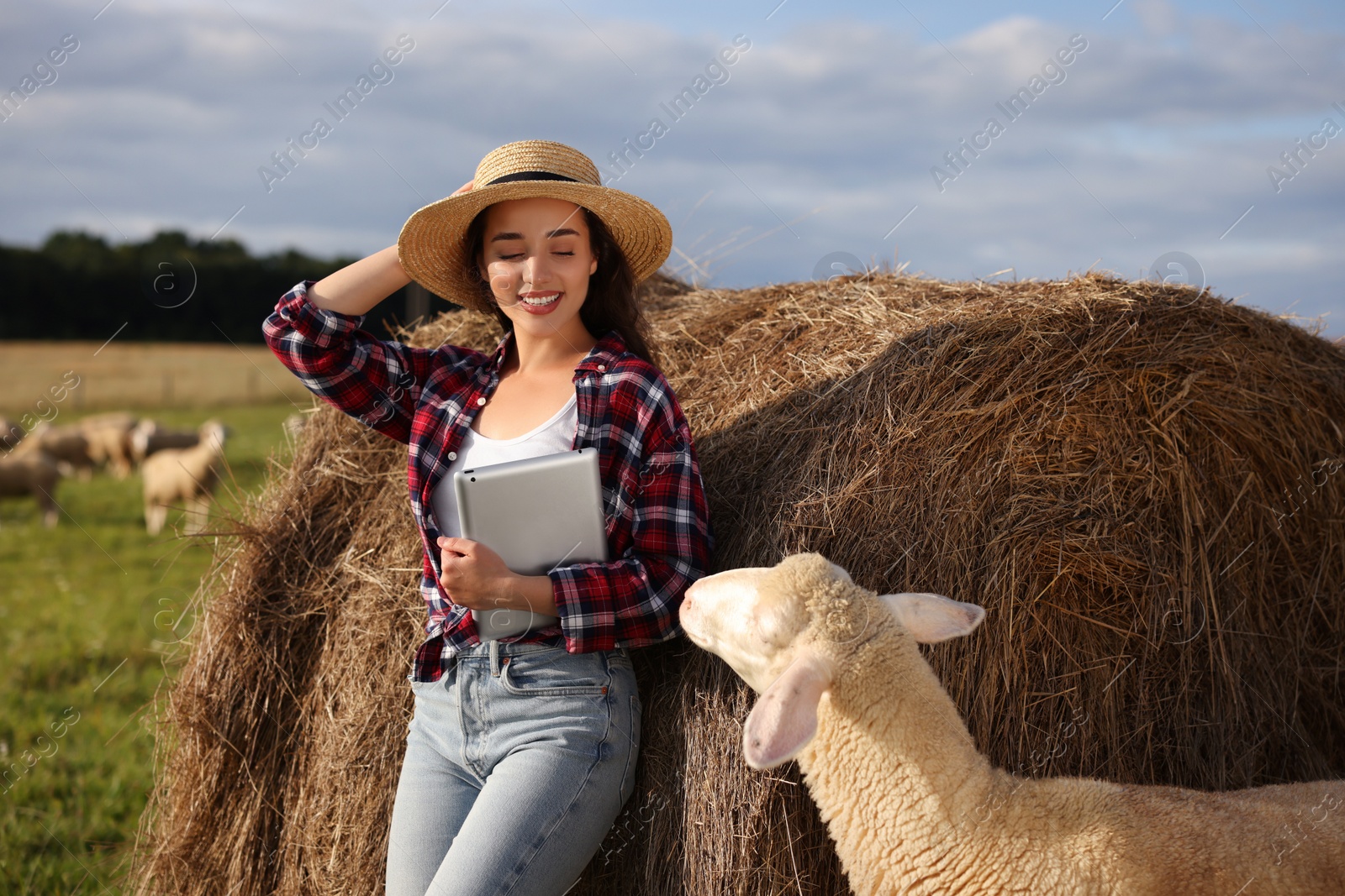 Photo of Smiling farmer with tablet and sheep near hay bale on farm