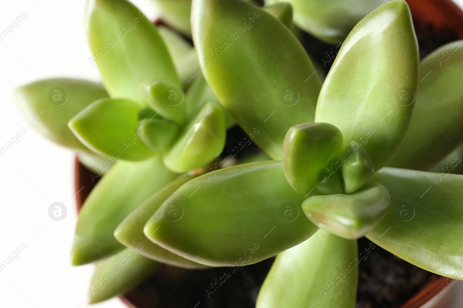 Photo of Beautiful echeverias on white background, closeup. Succulent plants