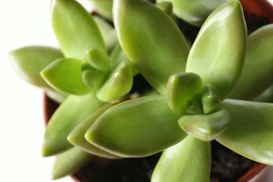 Photo of Beautiful echeverias on white background, closeup. Succulent plants