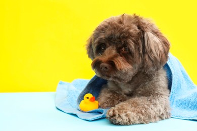 Photo of Cute Maltipoo dog wrapped in towel and bath duck on yellow background, space for text. Lovely pet