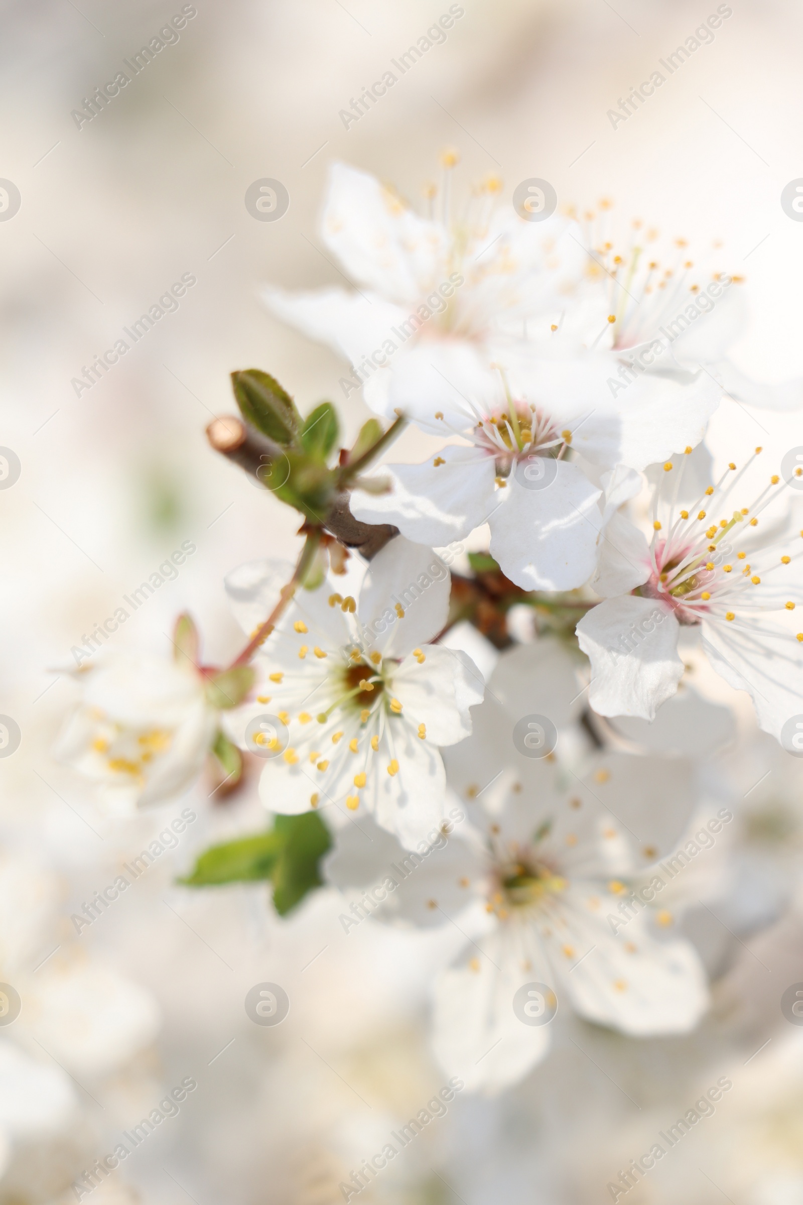 Photo of Cherry tree with white blossoms on blurred background, closeup. Spring season