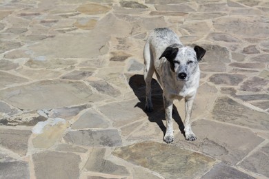 Photo of Lonely stray dog on stone surface outdoors, space for text. Homeless pet