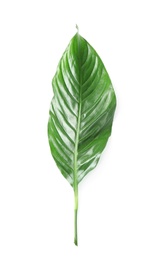 Photo of Beautiful tropical Spathiphyllum leaf on white background