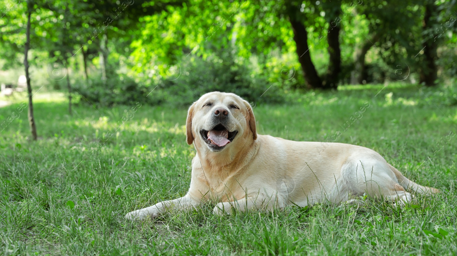 Photo of Golden Labrador Retriever dog lying on green grass in park