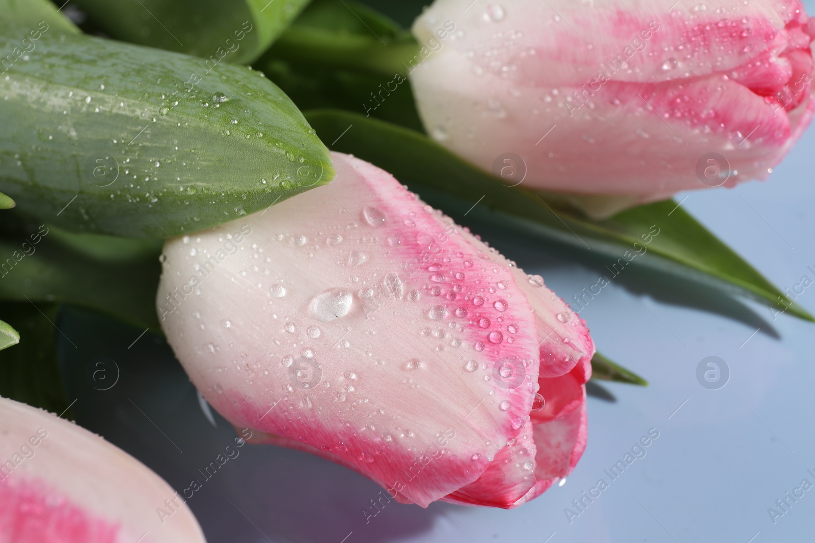 Photo of Beautiful pink tulips with water drops on light blue background, closeup