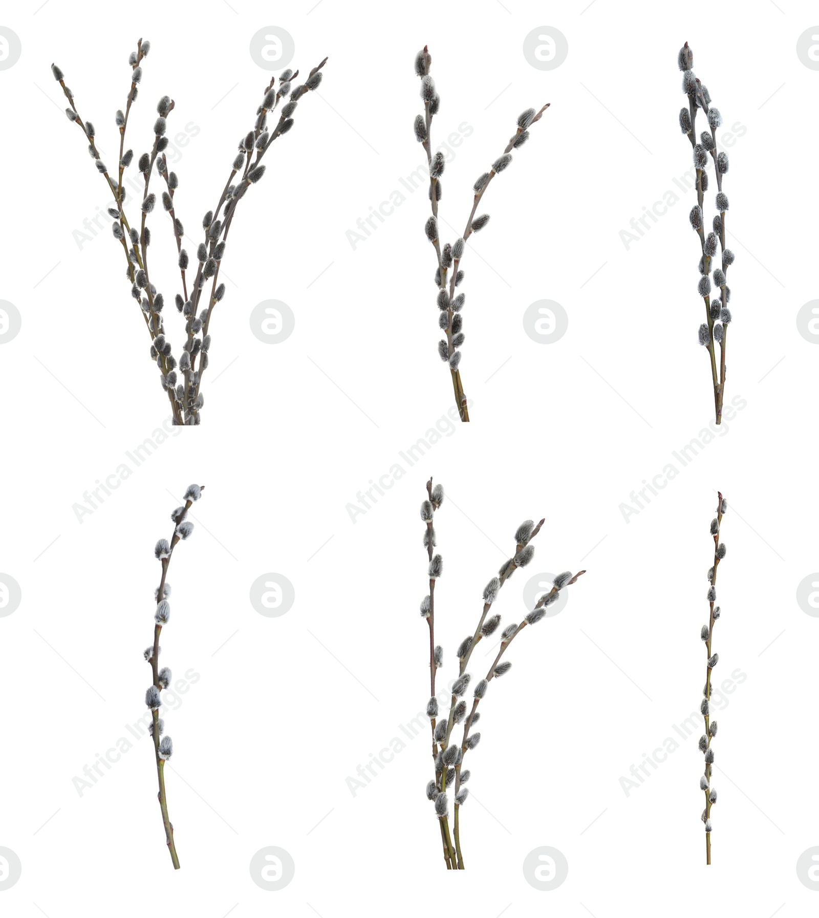 Image of Set with beautiful pussy willow branches on white background 