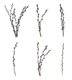 Set with beautiful pussy willow branches on white background 