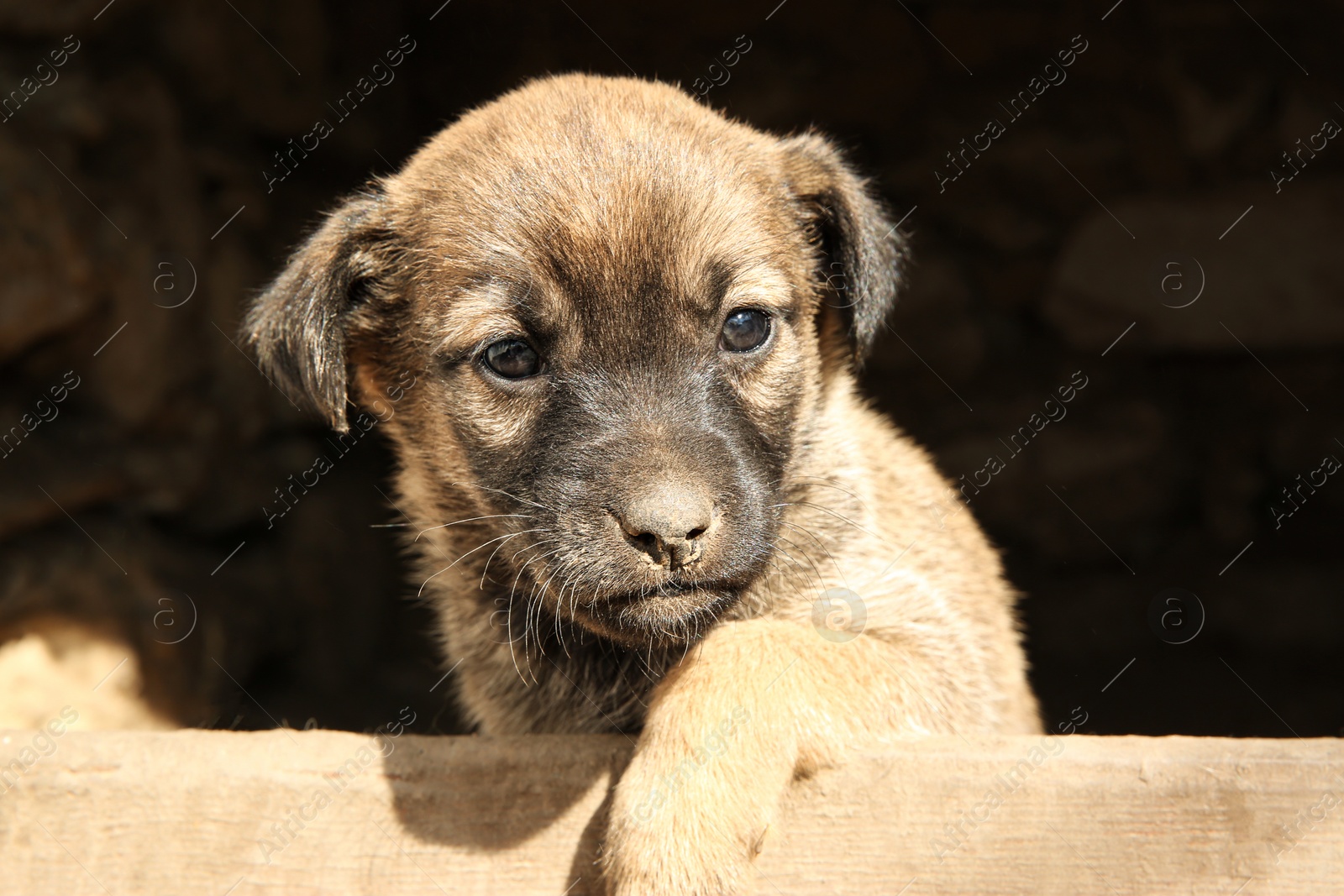 Photo of Stray puppy outdoors on sunny day, closeup. Baby animal