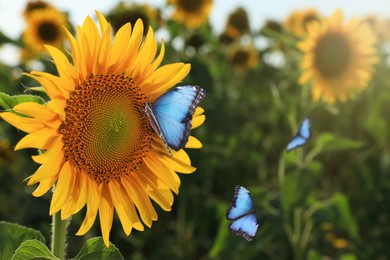 Image of Beautiful butterflies flying near sunflower in field on sunny day, closeup