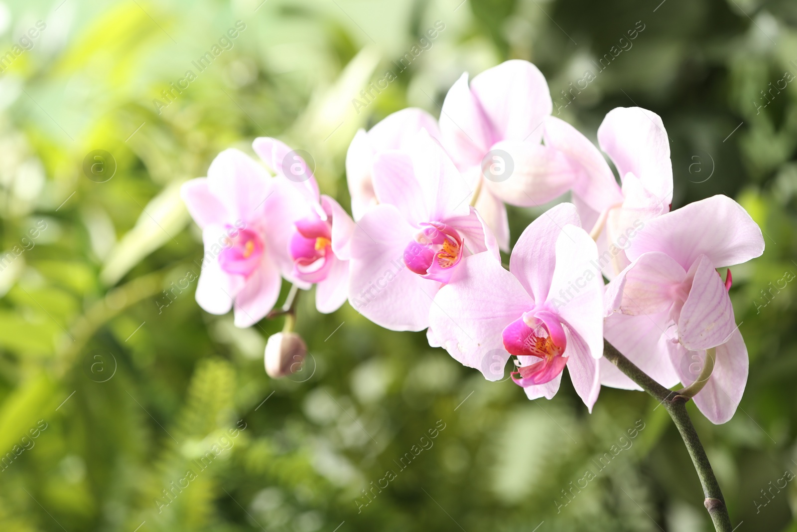 Photo of Branch of beautiful pink Phalaenopsis orchid on blurred background, closeup