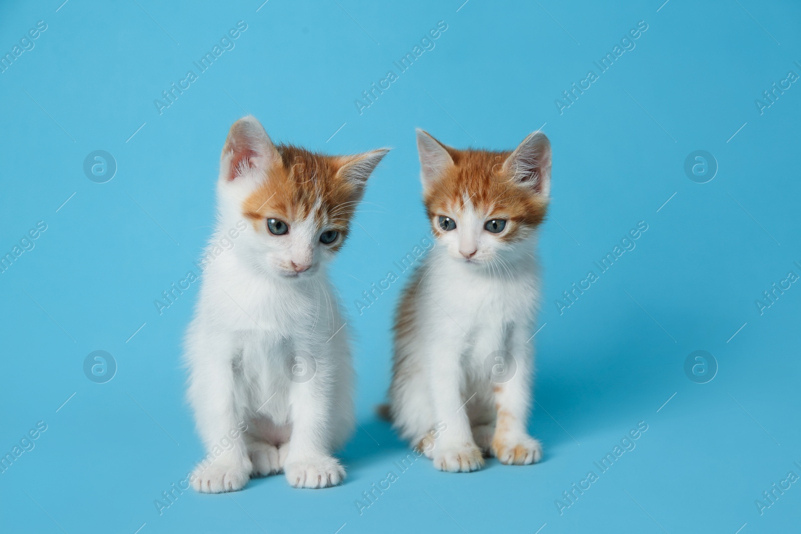 Photo of Cute little kittens on light blue background. Baby animals