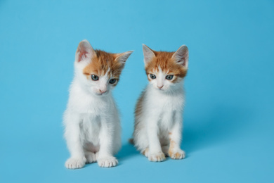 Cute little kittens on light blue background. Baby animals