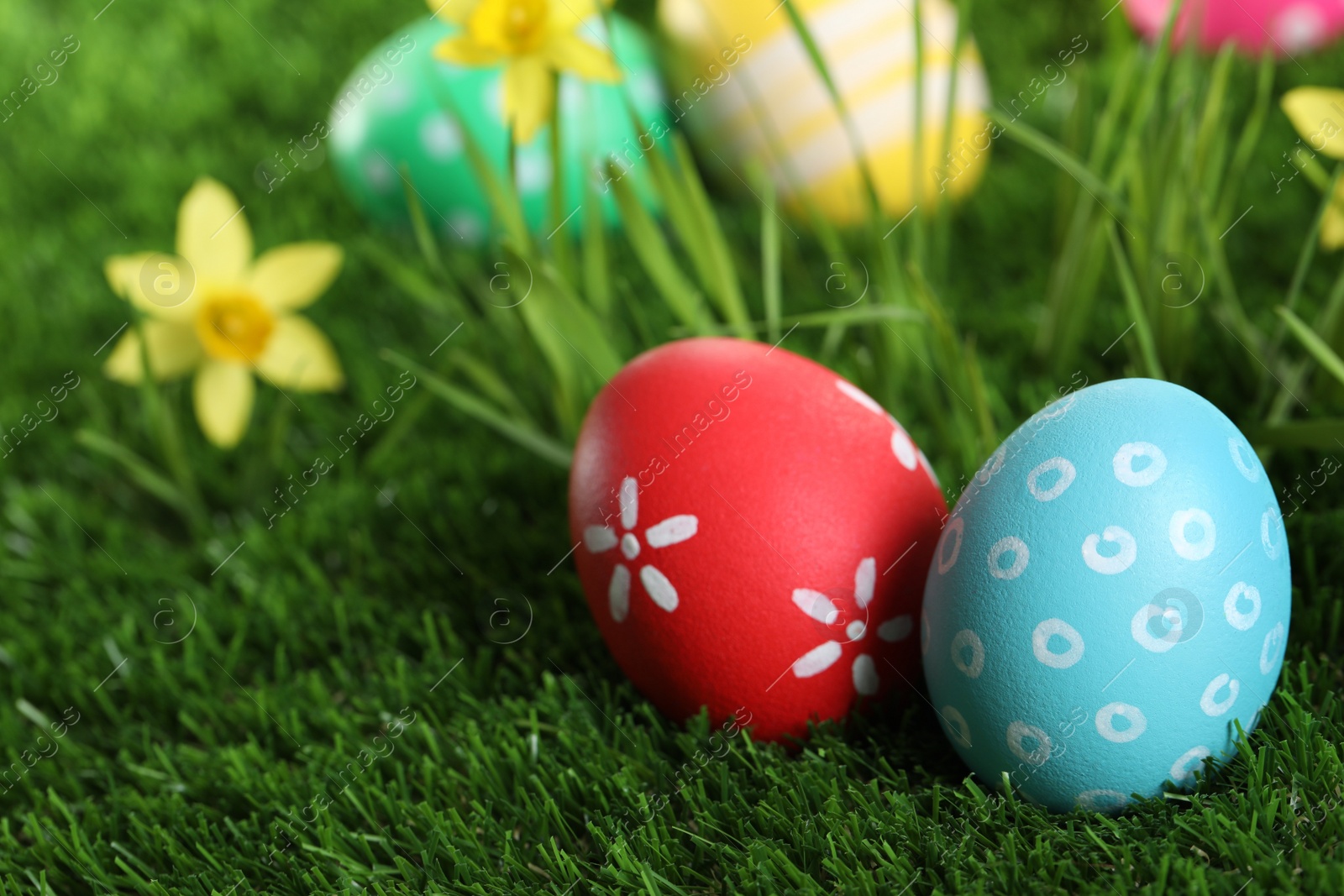 Photo of Colorful Easter eggs and daffodil flowers in green grass, closeup