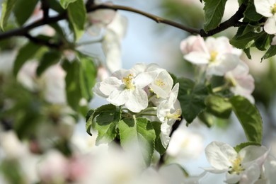 Closeup view of blossoming quince tree outdoors