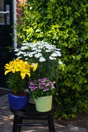 Photo of Beautiful blooming plants in flowerpots on black chair outdoors
