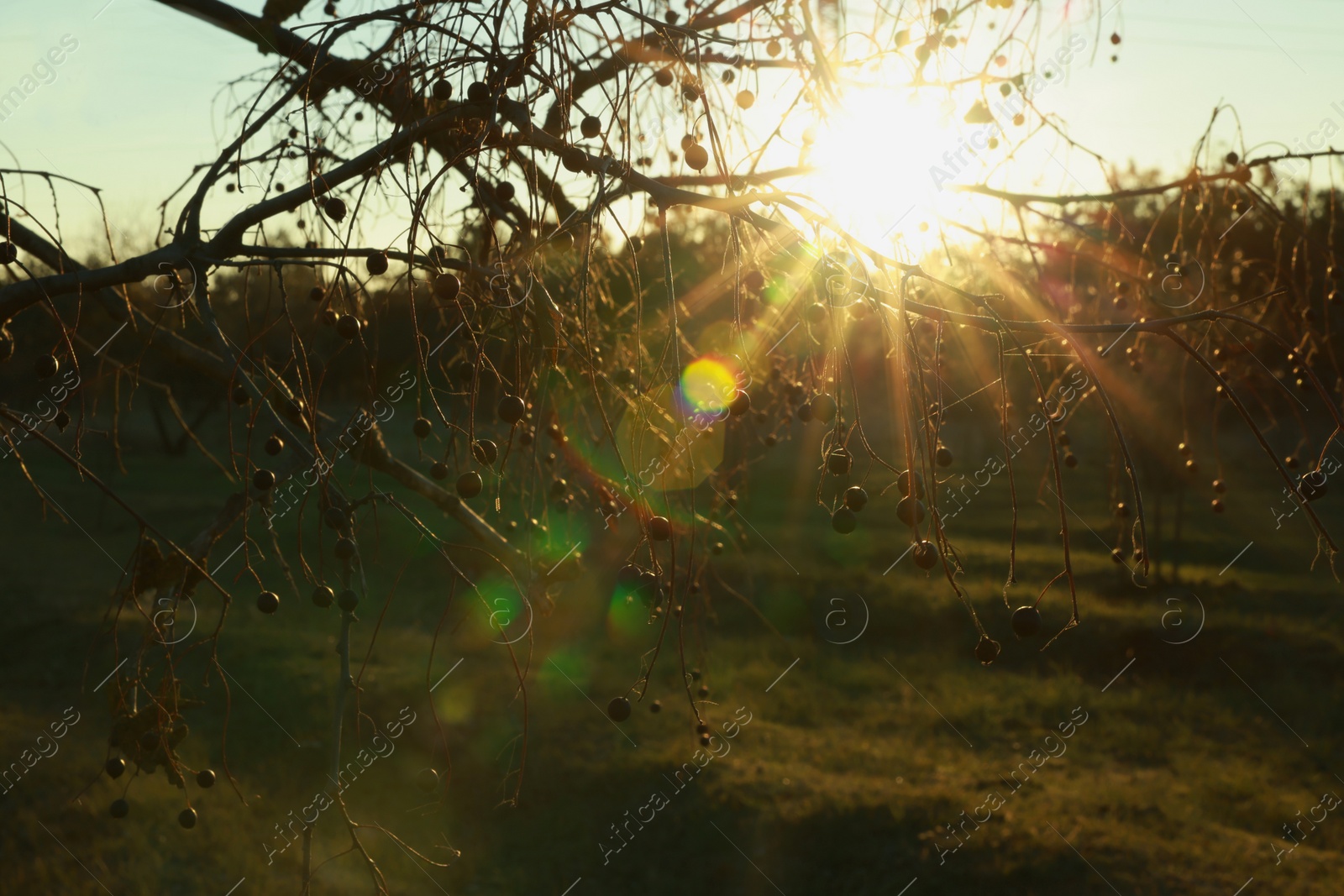 Photo of Beautiful tree with berries outdoors at sunset