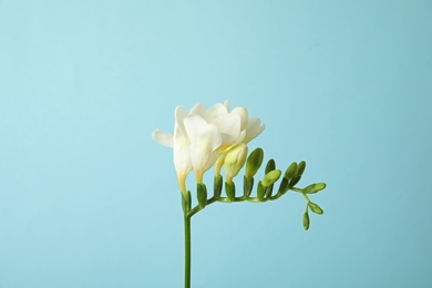 Photo of Beautiful freesia with fragrant flowers on color background