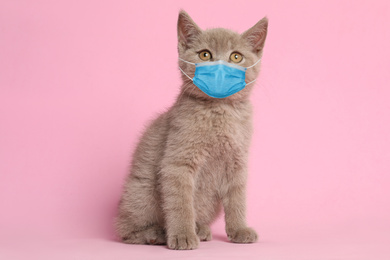 Image of Scottish straight baby cat in medical mask on pink background. Virus protection for animal