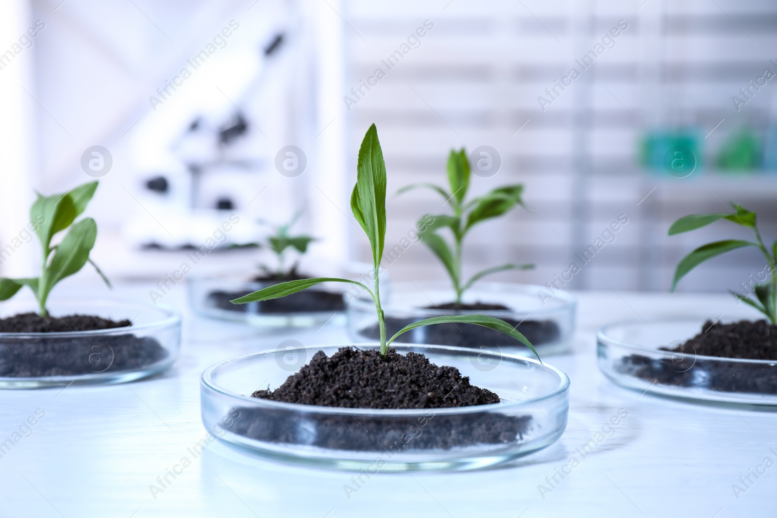 Photo of Green plants with soil in Petri dishes on table in laboratory. Biological chemistry