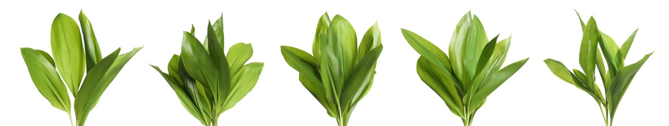 Image of Set with green leaves of lily of the valley on white background