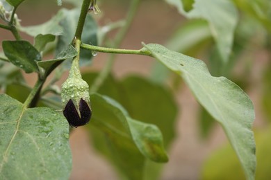 Photo of One small eggplant with water drops growing on stem outdoors, closeup