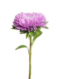 Beautiful bright aster flower on white background