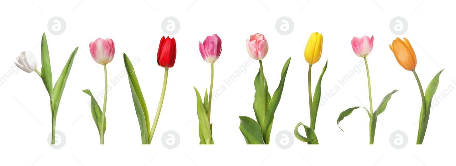 Image of Set of beautiful tulips in different colors isolated on white