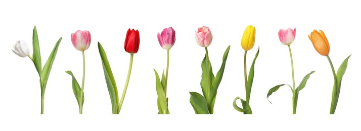 Image of Set of beautiful tulips in different colors isolated on white