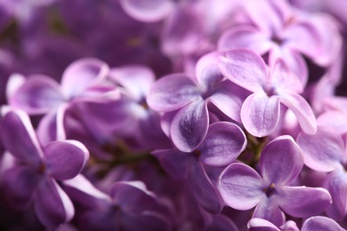 Photo of Beautiful blossoming lilac as background, closeup. Spring flowers