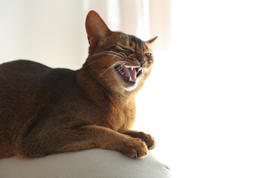Photo of Beautiful Abyssinian cat on sofa at home. Lovely pet