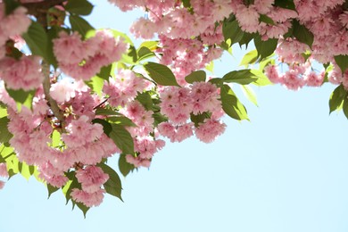 Photo of Beautiful sakura tree with pink flowers against blue sky