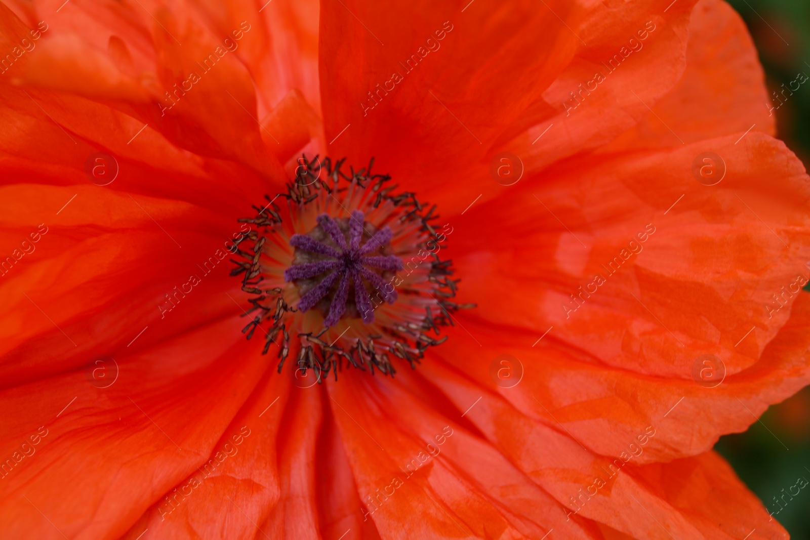Photo of Beautiful bright red poppy flower, closeup view