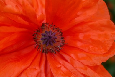 Photo of Beautiful bright red poppy flower, closeup view