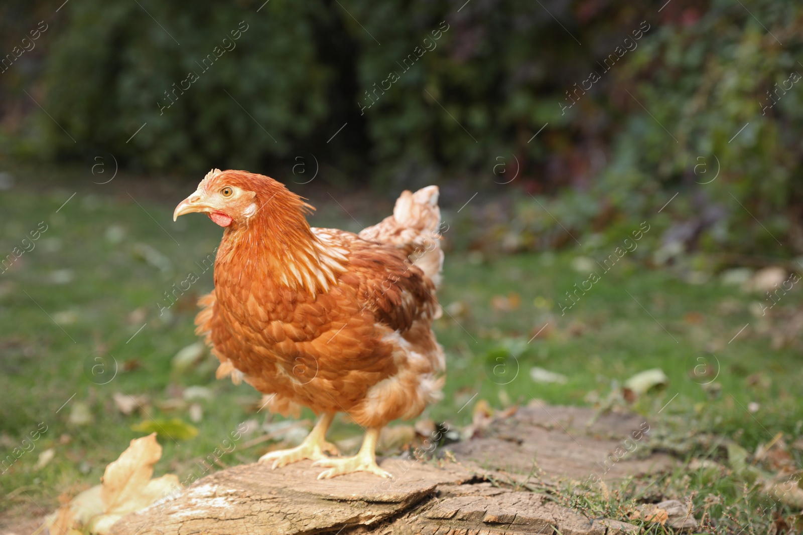 Photo of Beautiful chicken in yard on farm. Domestic animal