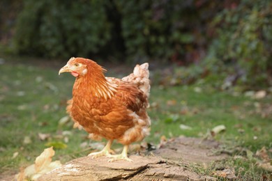 Beautiful chicken in yard on farm. Domestic animal