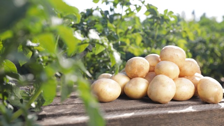Photo of Wooden crate with raw young potatoes in field on summer day