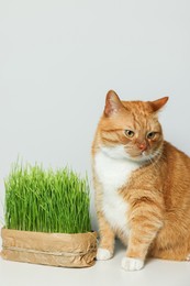 Photo of Cute ginger cat and green grass on white table near light grey wall. Pet vitamin