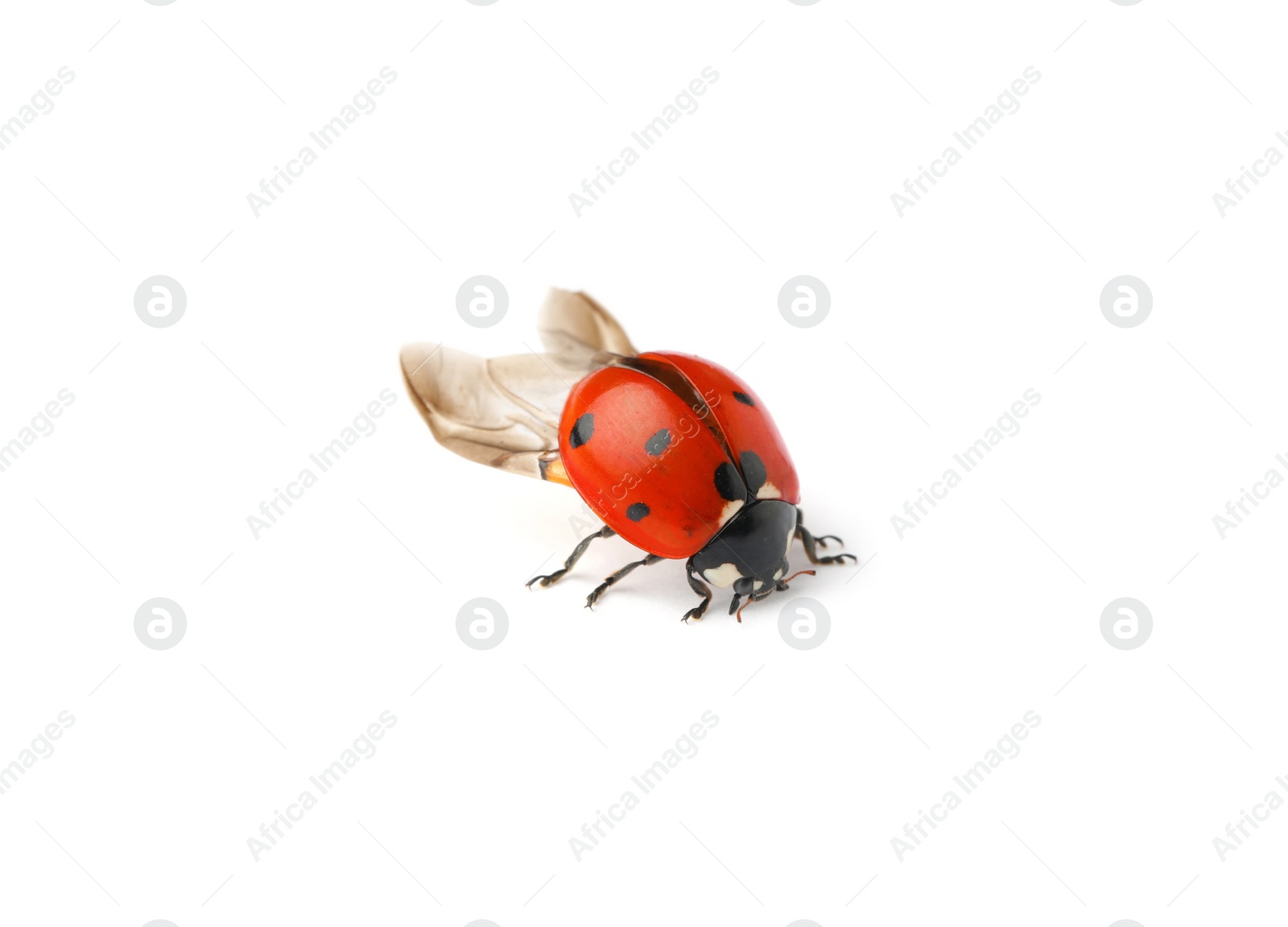 Photo of One beautiful red ladybug isolated on white