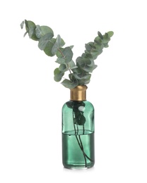 Photo of Vase with beautiful eucalyptus branches on white background