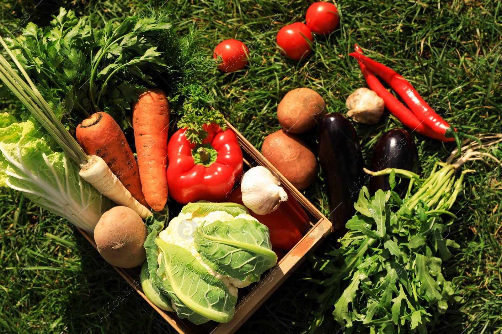 Photo of Different fresh ripe vegetables on green grass, flat lay