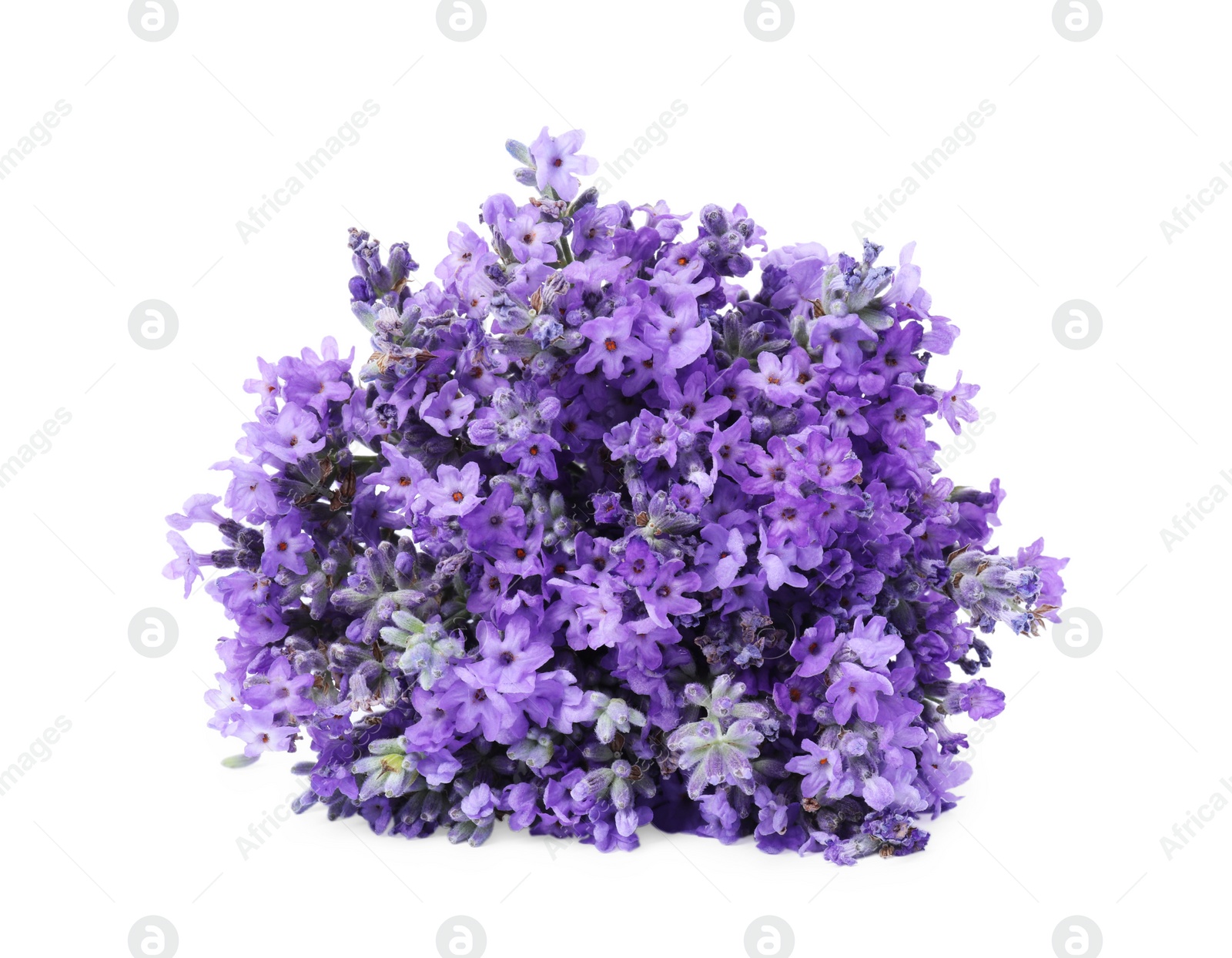 Photo of Bouquet of beautiful lavender flowers isolated on white