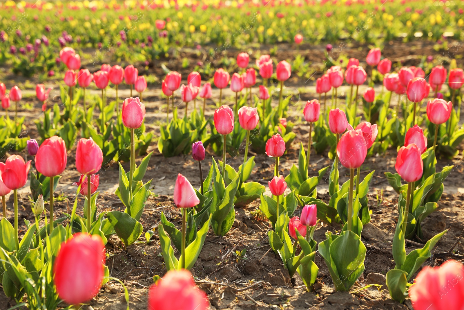 Photo of Field with fresh beautiful tulips. Blooming spring flowers