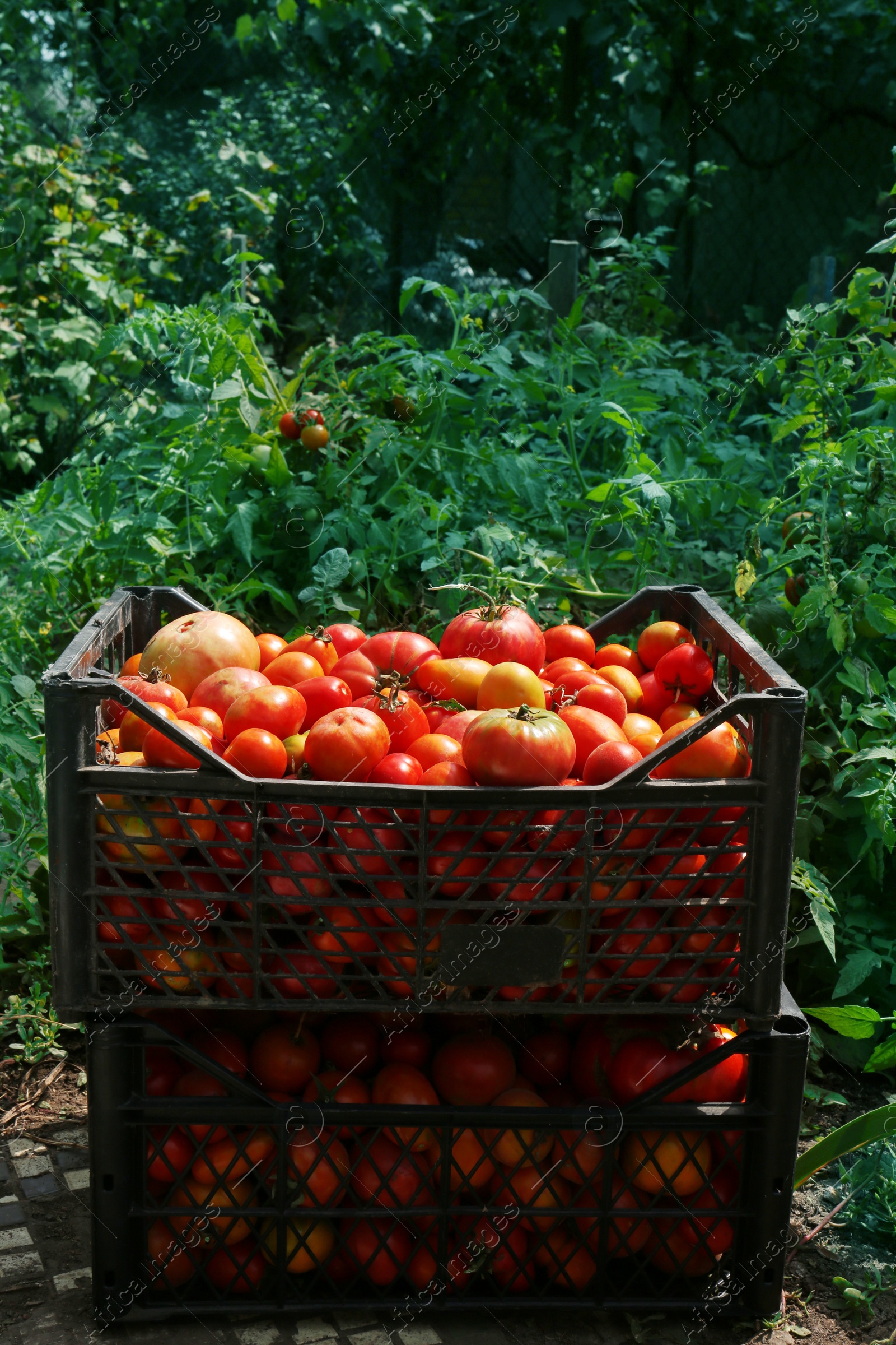 Photo of Plastic crates with red ripe tomatoes in garden