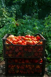Plastic crates with red ripe tomatoes in garden